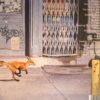 Red Hot Chili Peppers – The Getaway (Sealed) - Image 2